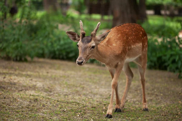 Ein Junges Reh Spaziert Durch Den Park Zerbrechliches Wehrloses Tier — Stockfoto