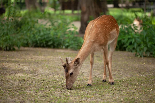 Ein Junges Reh Spaziert Durch Den Park Zerbrechliches Wehrloses Tier — Stockfoto