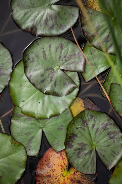 Schöner Hintergrund Seerosenteich Und Blätter — Stockfoto