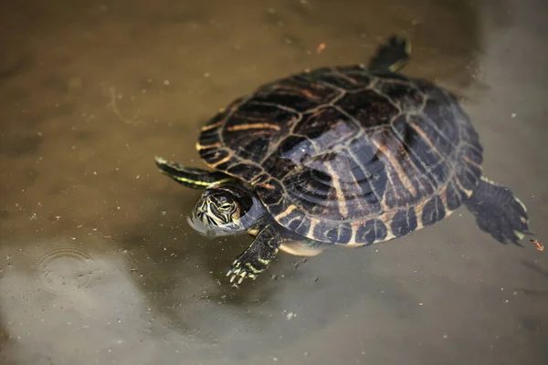 Küçük Kaplumbağa Temiz Bir Gölette Yüzüyor — Stok fotoğraf