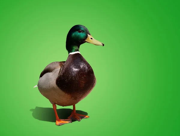 One Beautiful Duck Isolated Color Background — Stock Photo, Image