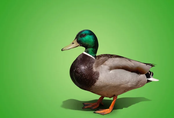 Beau Canard Isolé Sur Fond Couleur — Photo