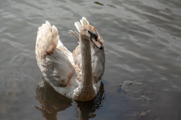 Bela Natação Cisne Branco Uma Lagoa — Fotografia de Stock