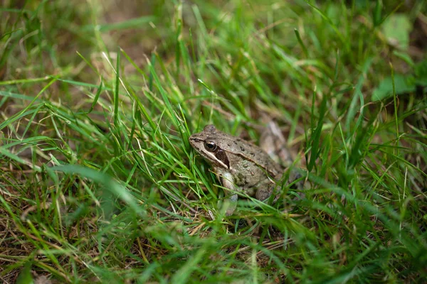 若いカエルが草の中に隠れて — ストック写真