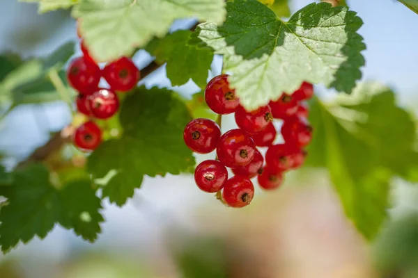 Ripe Berries Currant Green Bush Seasonal Vitamins — Stock Photo, Image