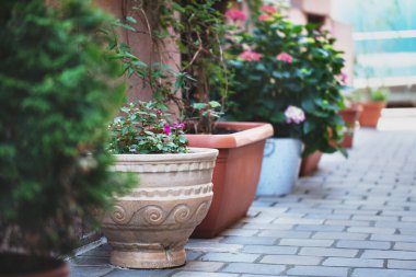 Çiçek yataklarındaki güzel çiçekler ve vazolar dekorasyon için sokaklarda duruyor. yumuşak güzel arkaplan