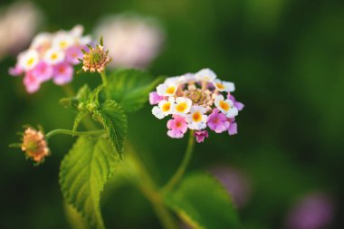 Bir grup küçük kırılgan çiçek Lantana Camara