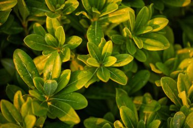 Yeşil parlak çalı. Küçük yapraklar. Parlak güneşli bir gün.