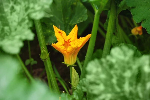 Яскраво Жовта Гарбузова Квітка Серед Яскраво Зеленого Листя — стокове фото