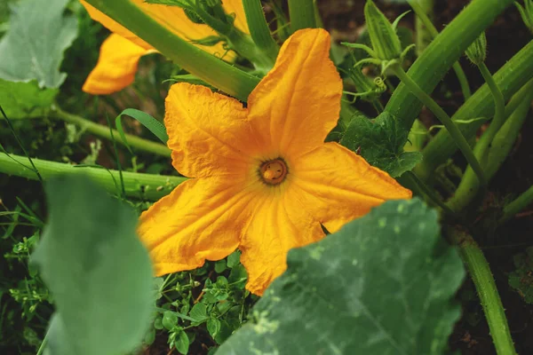 Φωτεινό Κίτρινο Λουλούδι Κολοκύθας Μεταξύ Φωτεινό Πράσινο Φύλλωμα — Φωτογραφία Αρχείου