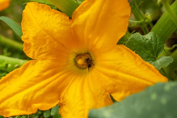 Flor Calabaza Amarillo Brillante Entre Follaje Verde Brillante — Foto de Stock