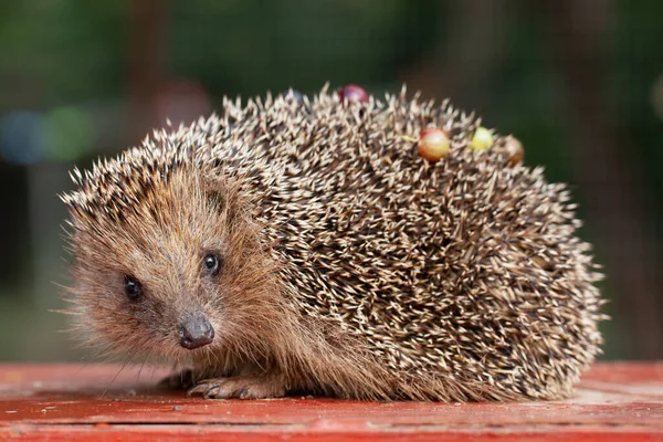 Foto Van Een Leuke Jonge Egel — Stockfoto