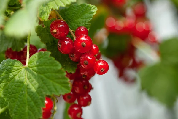 Ripe Berries Currant Green Bush Seasonal Vitamins — Stock Photo, Image