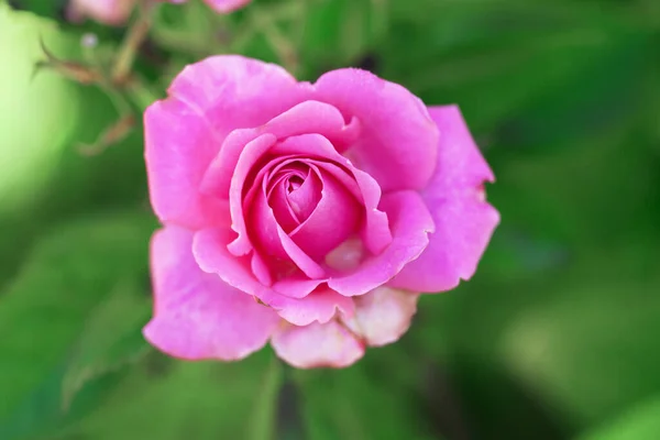 Rosa Rose Auf Einem Hintergrund Aus Grünen Blättern — Stockfoto