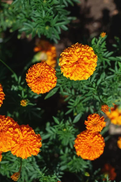 Άνθη Είναι Πορτοκαλί Και Κίτρινα Φυσικό Υπόβαθρο — Φωτογραφία Αρχείου