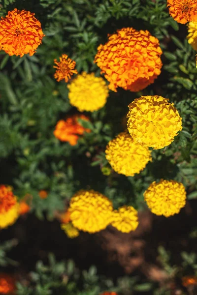 Las Flores Caléndula Son Color Naranja Amarillo Fondo Natural —  Fotos de Stock