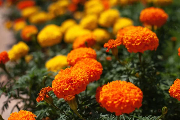 Las Flores Caléndula Son Color Naranja Amarillo Fondo Natural —  Fotos de Stock