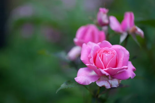 Zarter Blühender Strauch Mit Rosen Und Wildrose — Stockfoto