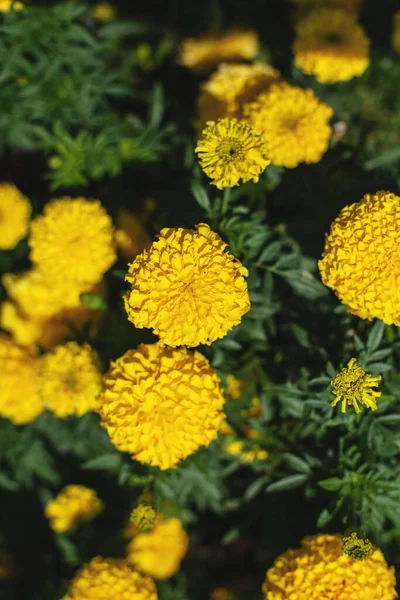 Las Flores Caléndula Son Color Naranja Amarillo Fondo Natural —  Fotos de Stock