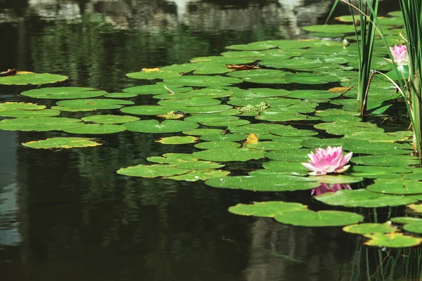 Japon Havuzundaki Yaprakların Arasında Pembe Çiçek Suyu — Stok fotoğraf