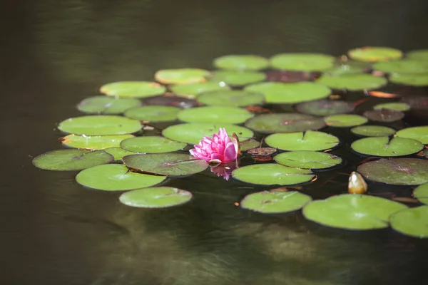 Japon Havuzundaki Yaprakların Arasında Pembe Çiçek Suyu — Stok fotoğraf