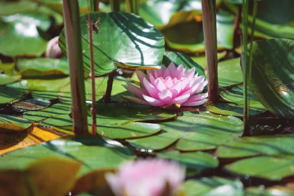 Japon Havuzundaki Yaprakların Arasında Pembe Çiçek Suyu — Stok fotoğraf