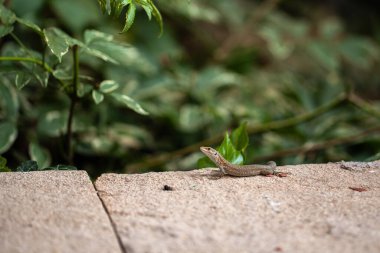 Küçük bir kertenkele bir taşın üzerinde oturuyor. Vahşi doğa