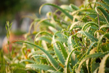 Aloe vera çalısı. Tıbbi bir bitkinin dikenli yaprakları.
