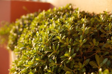 Yeşil parlak çalı. Küçük yapraklar. Parlak güneşli bir gün.