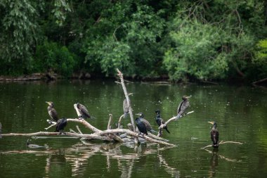 Büyük bir kuş sürüsü su kenarındaki kütüklere oturur.