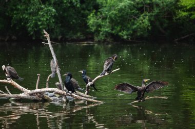 Büyük bir kuş sürüsü su kenarındaki kütüklere oturur.