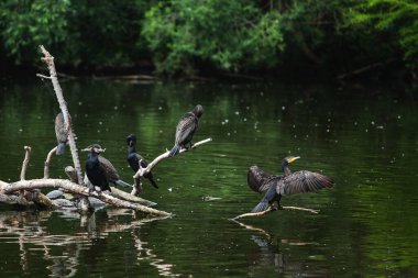 Büyük bir kuş sürüsü su kenarındaki kütüklere oturur.