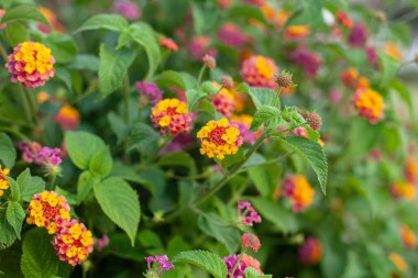 Bir grup küçük kırılgan çiçek Lantana Camara