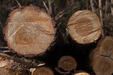 Devrilmiş kozalaklı ağaçların gövdeleri. günlükler