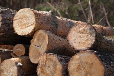 Devrilmiş kozalaklı ağaçların gövdeleri. günlükler