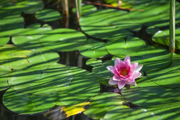 Japon Havuzundaki Yaprakların Arasında Pembe Çiçek Suyu — Stok fotoğraf