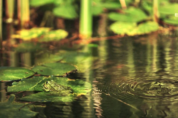 Лягушка Сидит Листьях Водяной Лилии Японском Саду — стоковое фото