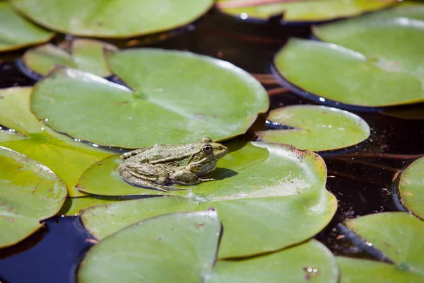 정원에 개구리 — 스톡 사진