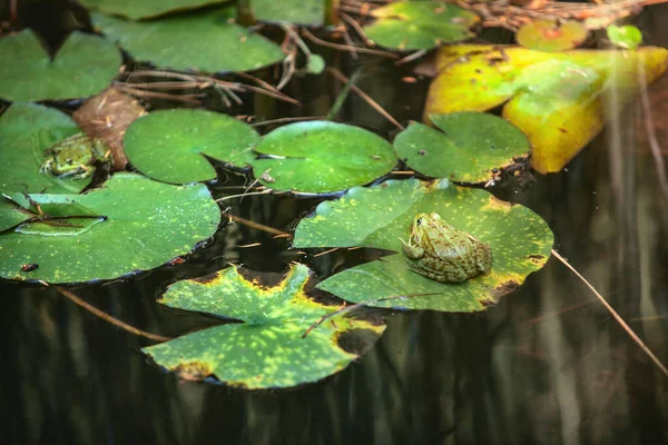 Жаба Сидить Листках Водяної Лілії Японському Саду — стокове фото