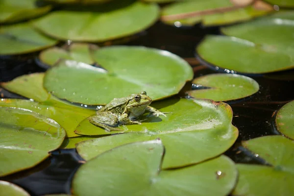 日本庭園の睡蓮の葉にカエルが座っています — ストック写真