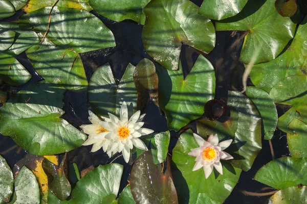 Růžová Květinová Voda Leknín Mezi Listy Japonském Rybníku — Stock fotografie