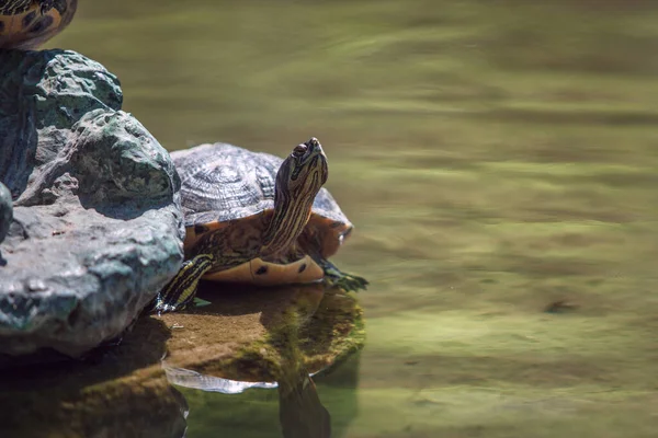 Güzel Kaplumbağa Bir Taşın Üzerinde Yatıyor Güneşli Bir Günde Dinleniyor — Stok fotoğraf