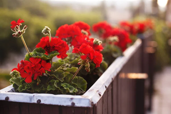 Schöne Blumen Blumenbeeten Und Vasen Stehen Zur Dekoration Auf Den — Stockfoto