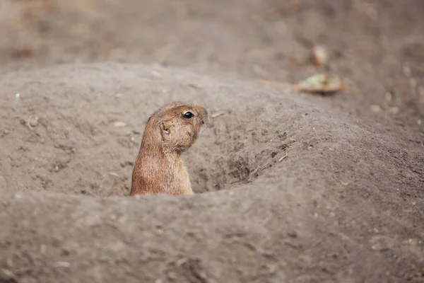 Divertido Perro Pradera Salió Dar Paseo Vida Salvaje Fauna América — Foto de Stock