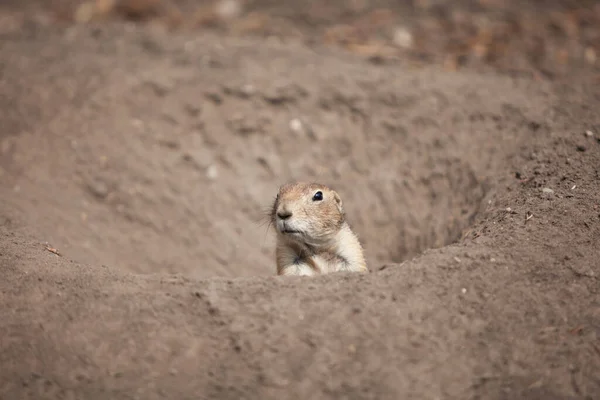 Divertido Perro Pradera Salió Dar Paseo Vida Salvaje Fauna América — Foto de Stock