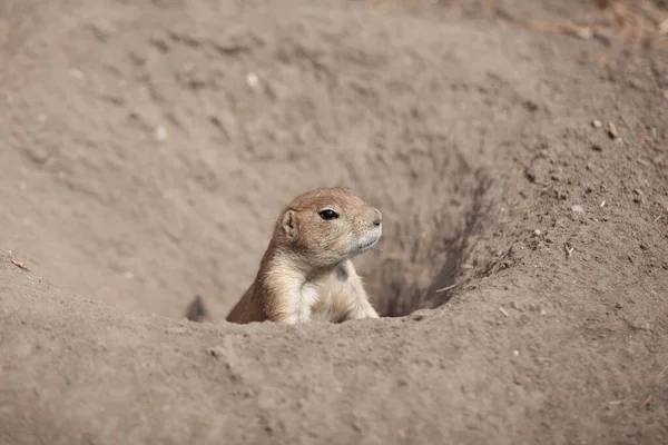 Funny Prairie Dog Went Out Walk Wild Life Fauna North — Stock Photo, Image