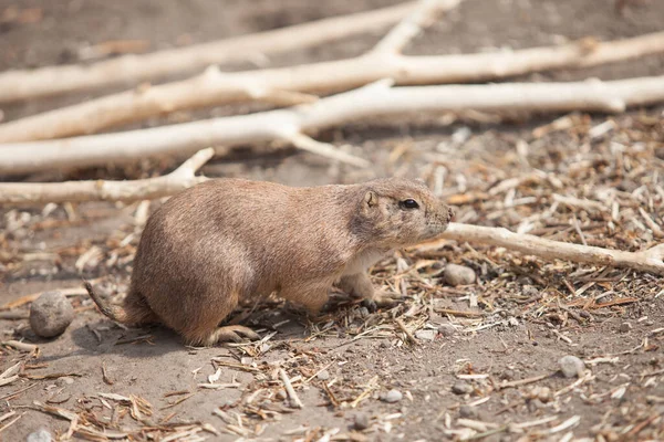 Divertido Perro Pradera Salió Dar Paseo Vida Salvaje Fauna América — Foto de Stock