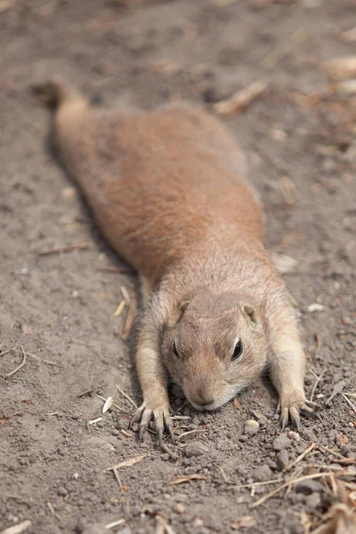 Divertido Perro Pradera Salió Dar Paseo Vida Salvaje Fauna América — Foto de Stock