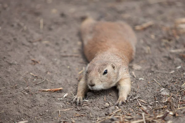 Divertido Perro Pradera Salió Dar Paseo Vida Salvaje Fauna América — Foto de Stock