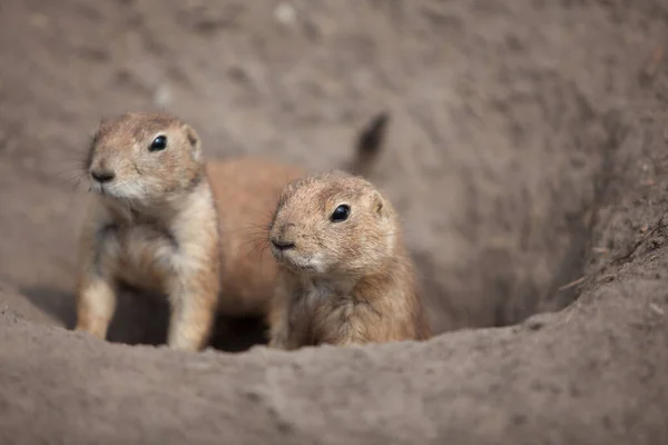 Divertido Perro Pradera Salió Dar Paseo Vida Salvaje Fauna América — Foto de Stock